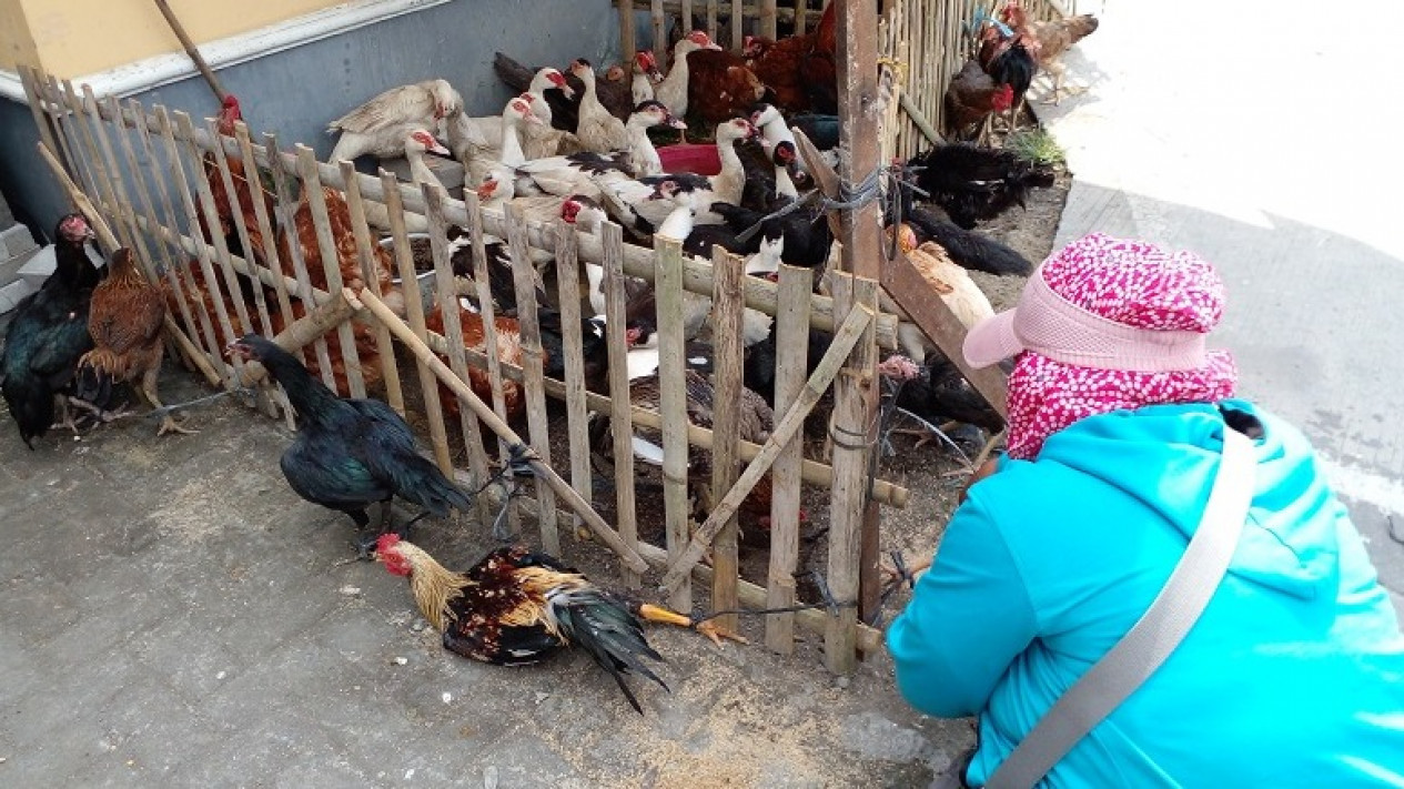 Jelang Lebaran, Harga Ayam Kampung Jago Tembus 200 Ribu per Ekor
            - galeri foto