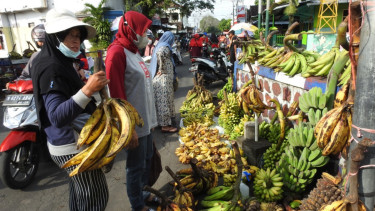 Pisang Agung, Oleh-Oleh Primadona Khas Lumajang