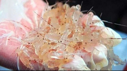 Miris, Angka Penyelundupan dan Perdagangan Benur Lobster Sangat Tinggi di Bengkulu