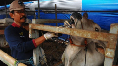 Kementan Siapkan Strategi Pemberantasan Penyakit Mulut-Kuku (PMK) Ternak