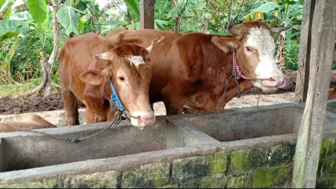 Inilah Ciri-ciri Sapi Terinfeksi Penyakit Mulut dan Kuku