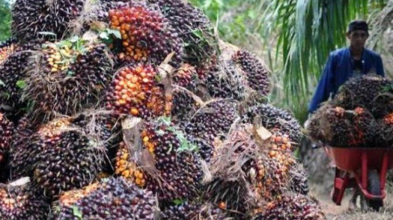 Harga Sawit di Riau Turun Rp 972,29 Per Kilogram
            - galeri foto