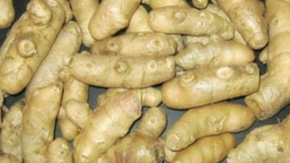 Banyak Orang Belum Tahu, Ternyata Ini Manfaat Kunyit Putih untuk Kesehatan