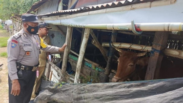 Cegah Penularan PMK, Polres Lamongan Terjunkan 303 Bhabinkamtibmas Sterilkan Kandang Ternak Warga