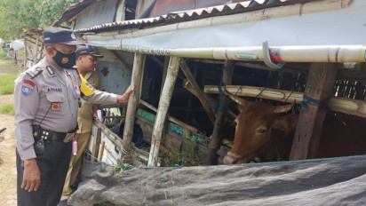 Cegah Penularan PMK, Polres Lamongan Terjunkan 303 Bhabinkamtibmas Sterilkan Kandang Ternak Warga
