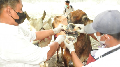 Duh, Petugas Temukan Sejumlah Sapi Terindikasi Terpapar Penyakit Mulut dan Kuku di Pasar Hewan Pasirian Lumajang
