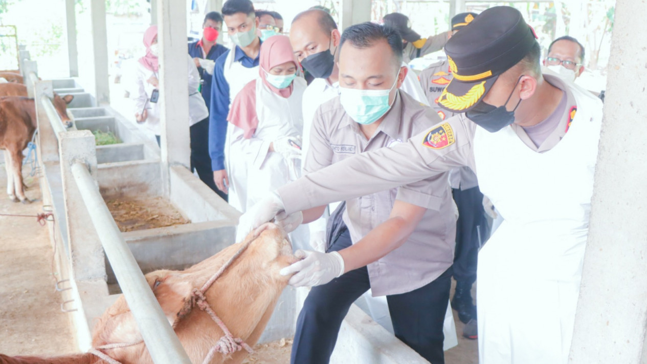 Guna Cegah Penularan PMK, Kapolres Situbondo dan Dinas Peternakan Cek Ratusann Ternak Sapi hingga Lakukan Hal Ini
            - galeri foto