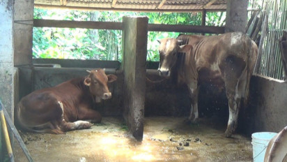 PCO: Menu Susu pada Program MBG Digantikan Sumber Protein Lain di Wilayah Non-Sentra Sapi