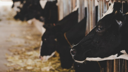 Kemenkop-Kadin Kerjasama Kembangkan Pakan Ternak untuk Ketahanan Pangan