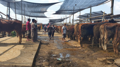 Wabah PMK Tidak Pengaruhi Penjualan Sapi Di Kabupaten Malang