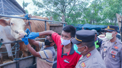 Polisi Razia Ternak Dari Luar Kabupaten, Cegah Wabah PKM Masuk Ke Situbondo
