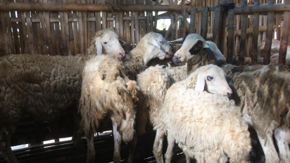 Peternak Asal Bogor Menangkan Kontes Nasional Domba dengan Bobot Terberat