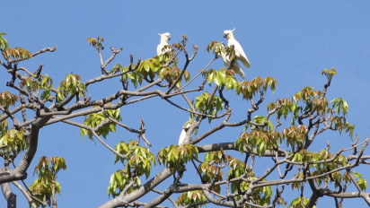 Tak Hanya Komodo, Pesona Kakatua Juga Mengisi Taman Nasional Komodo