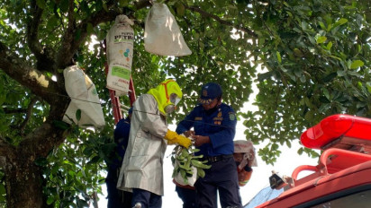 Ancam Keselamatan Anak-anak yang Bermain di Sekitar Pohon Nangka, Petugas PMK Evakuasi Sarang Tawon Vespa