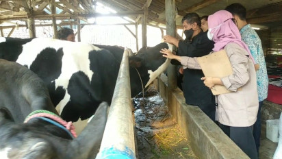 Antisipasi Wabah PMK, Petugas Gabungan Cek Kesehatan Ternak Sapi di Kabupaten Kuningan