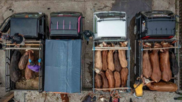 Pemerintah Gerak Cepat Mencegah Penyebaran PMK di Jawa Tengah