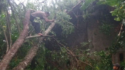 Pohon Tumbang Timpa Rumah Warga di Purbalingga