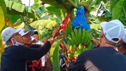 Raup Cuan Rp200 Juta Sekali Panen, Berkat Budidaya Pisang Kekinian