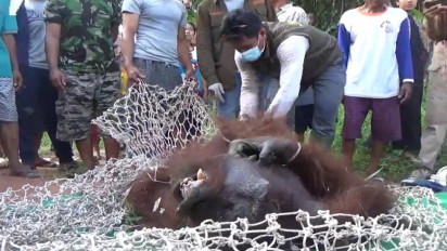 Seekor Orangutan Tersesat di Permukiman Warga, Begini Kisahnya 