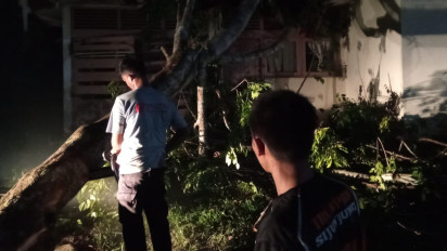 Pohon Tumbang Timpa Satu Unit Rumah di Sijunjung