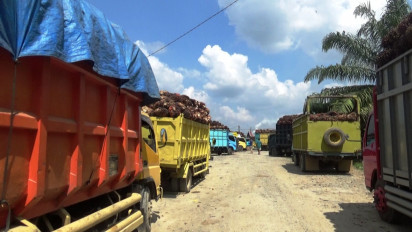 Antre Berhari-hari, Ratusan Sopir Truk Sawit Mengeluh