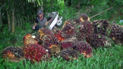 Kesal Harga TBS Tak Menentu, Petani di Nagan Raya Setop Panen Sawit