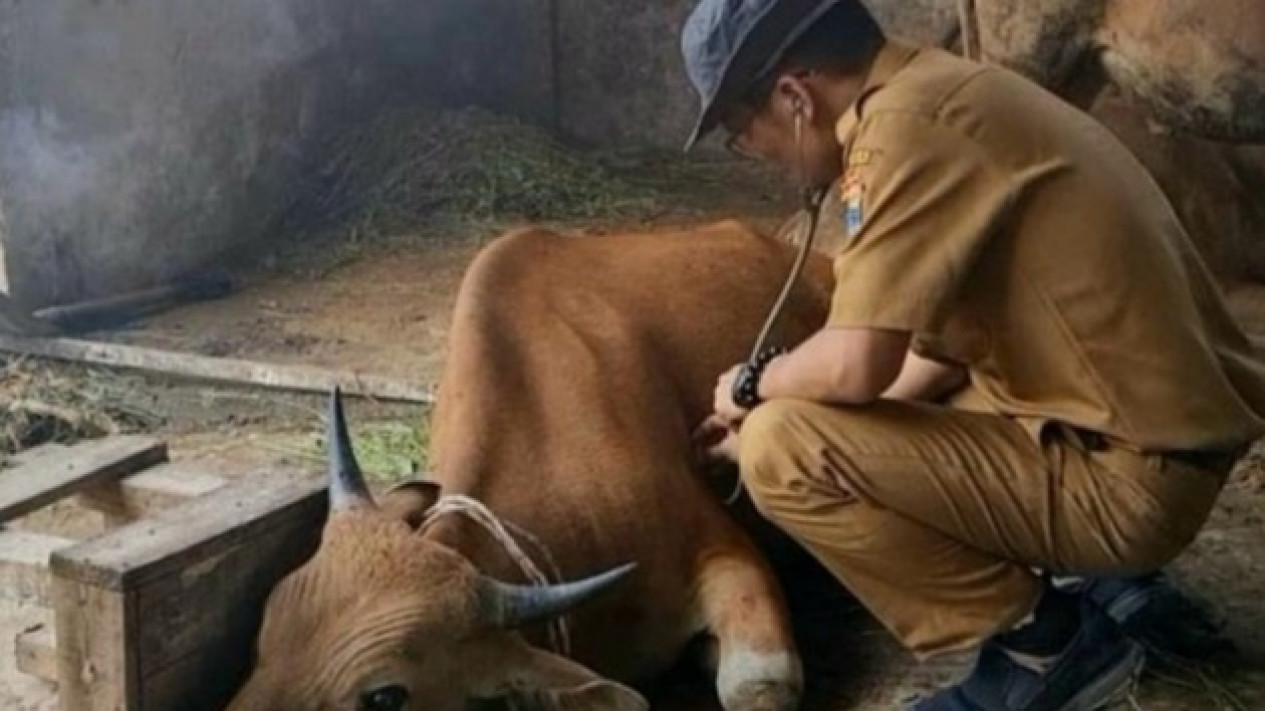 12 Ekor Sapi di Sumsel Terindikasi Terpapar PMK
            - galeri foto