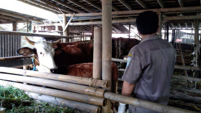 Sembilan Sapi di Purbalingga Positif PMK, 14 Lainnya Terindikasi