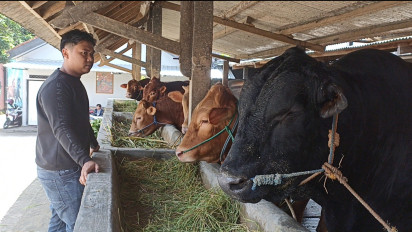 Dampak Wabah PMK,Peternak Sapi di Purworejo Mengeluh Harga Melonjak Naik