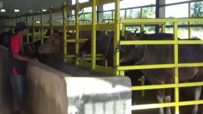 Cegah PMK, Dinas Peternakan  Nagan Raya Larang Pasokan Ternak dari Luar Daerah  