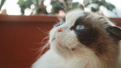 7 Fakta Unik Kucing Ragdoll