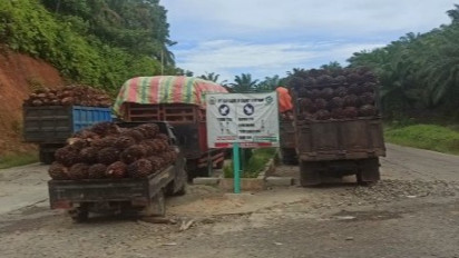 Dampak Larangan Ekspor, Pabrik di Bengkulu Tolak Buah Sawit Petani
