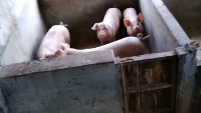 Warga Bumiaji Batu Dibuat Resah, Ternak Babi Mencemari Sumber Air