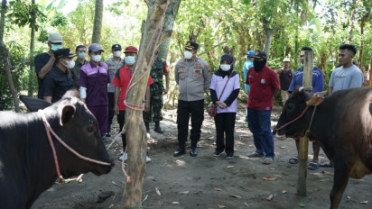 Waduh! Kasus PMK di Lumajang Capai 494 Ekor Sapi, Bupati: Jangan Buru-buru Potong Paksa Apalagi Jual 