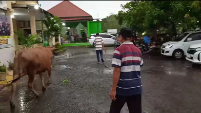 Sempat Buron Sebulan, Dua Pencuri Ternak Sapi di Gowa Memilih Menyerahkan Diri ke Polisi