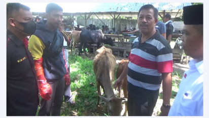 Padang Pariaman Terinfeksi PMK: 52 Sapi dan 7 Kerbau