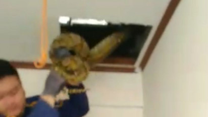 Bikin Ngeri! Ular Sanca Sembunyi di Plafon Rumah