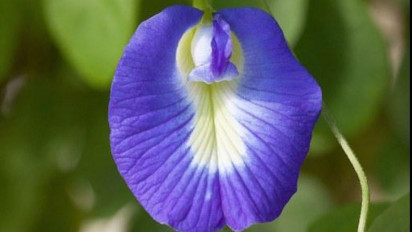 Bunga Cantik Ini Ternyata Banyak Manfaatnya, Berikut Penjelasannya