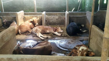 Terinfeksi PMK, Dua Ekor Sapi Seberat 7 Kwintal di Banjarnegara DiSembelih