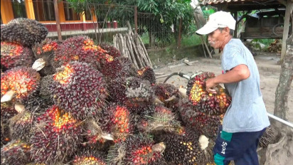 Harga Makin Terpuruk, Petani Sawit di OKU Selatan Terpaksa Jual Rugi