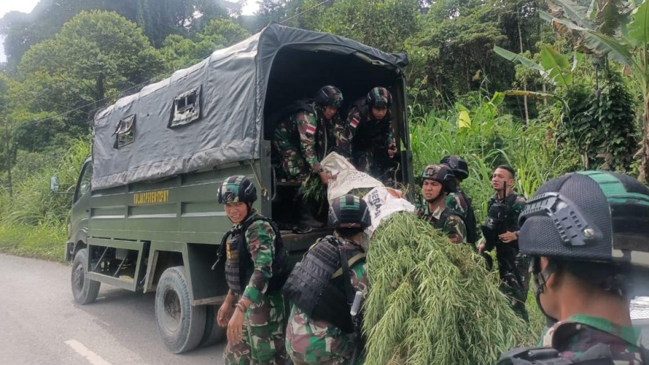 Ada Ladang ganja di Papua, Satgas Pamtas Temukan Lokasinya di Perbatasan
            - galeri foto