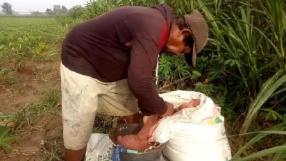 Petani Singkong di Lampung Tengah Keluhkan Kelangkaan Pupuk Bersubsidi