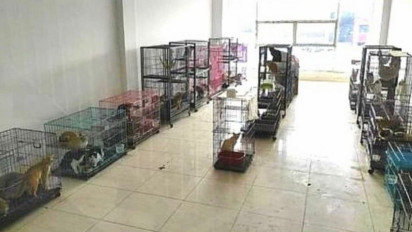 Tega! Ratusan Kucing dan Anjing Ditelantarkan di Ruko Surabaya sejak Januari 2022, Pemilik Kabur