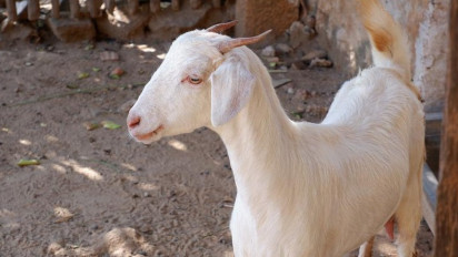 Kambing Milik Warga Ciamis Ini Mati di Kandang dengan Luka di Leher, Diduga Digigit Ajag