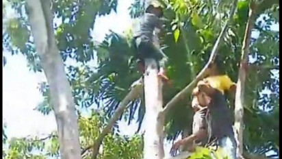 Menegangkan, Warga Bakongan Berhasil Menyelamatkan Diri dari Terkaman Harimau Sumatera