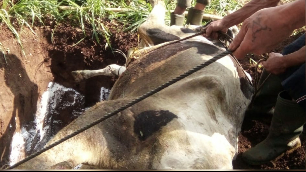 Terkonfirmasi Positif PMK, 12 Ekor Sapi Milik Warga Junrejo Kota Batu Mati
            - galeri foto