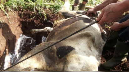 Terkonfirmasi Positif PMK, 12 Ekor Sapi Milik Warga Junrejo Kota Batu Mati