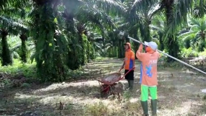 Dukung Ekspor CPO,  Petani Sawit di Lampung Minta Harga Minyak Goreng Normal