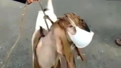 Viral di Medsos, Hindari PMK Kambing di Banjarnegara Pakai Masker