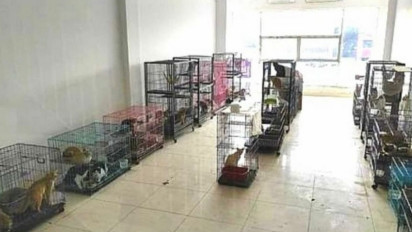 Ratusan Kucing Terlantar di Ruko Kosong Surabaya Bakal Segera Diadopsikan, Simak Syaratnya